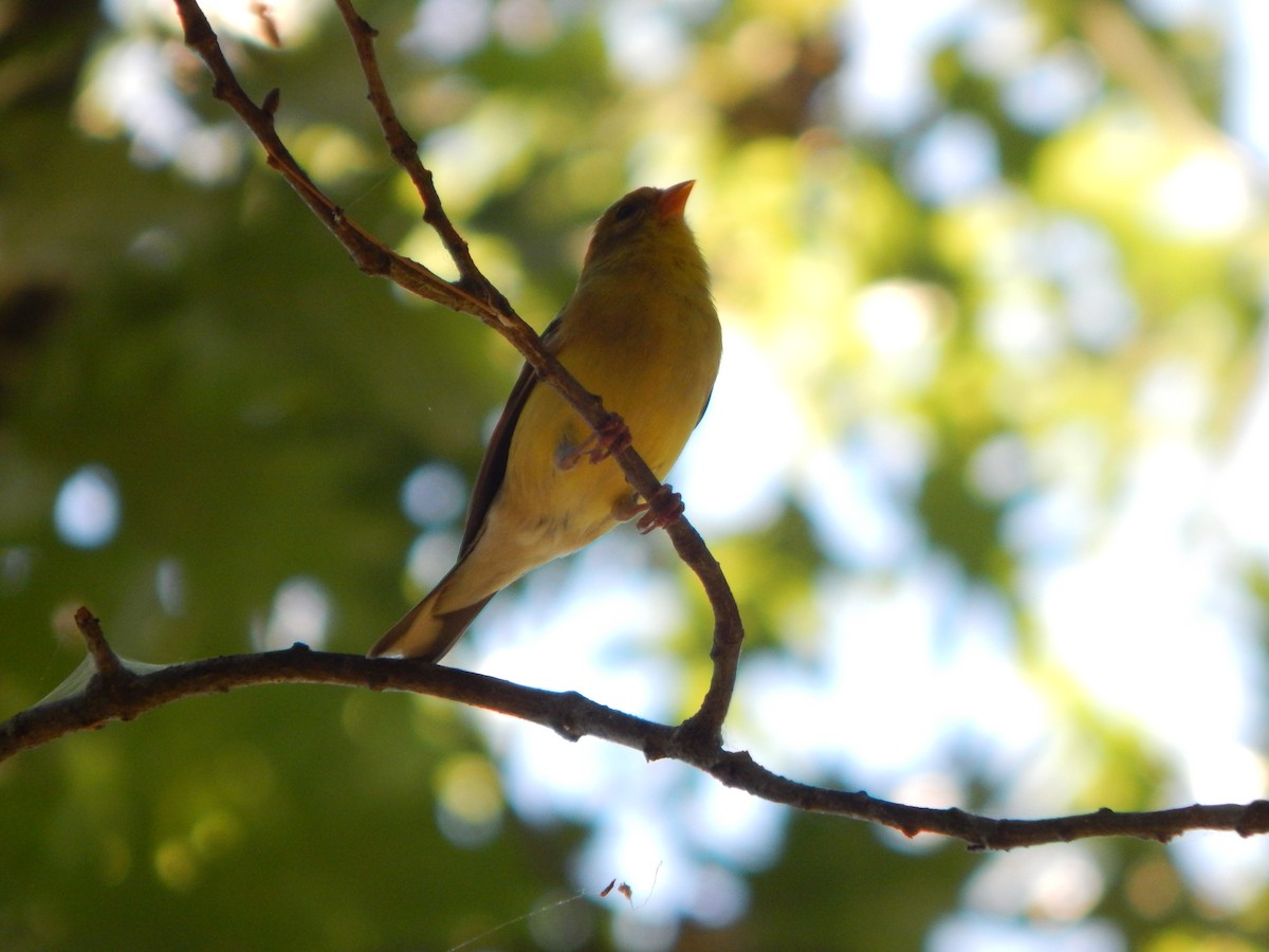 Chardonneret jaune - ML621050528