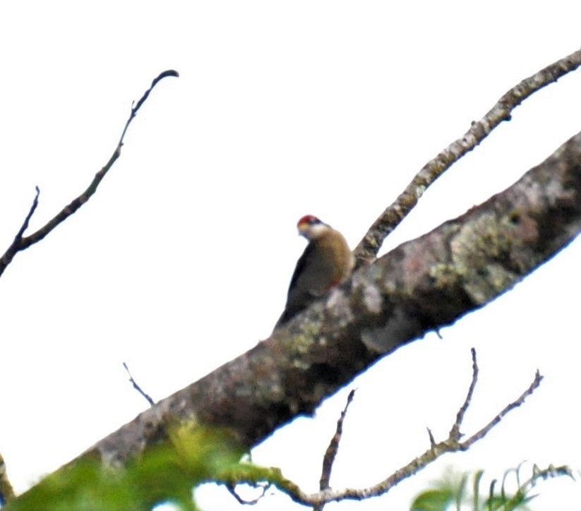Black-cheeked Woodpecker - ML621050530