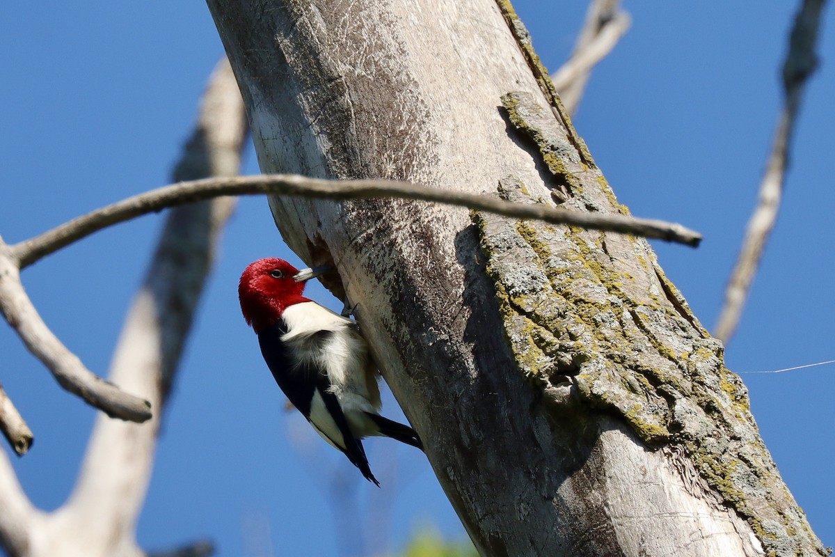 Red-headed Woodpecker - ML621050545