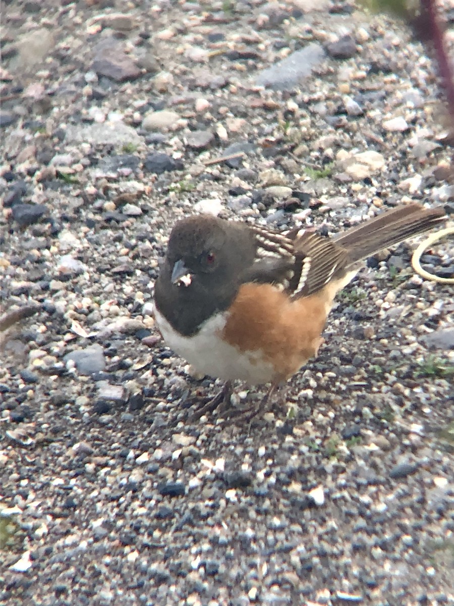 Spotted Towhee - ML621050589