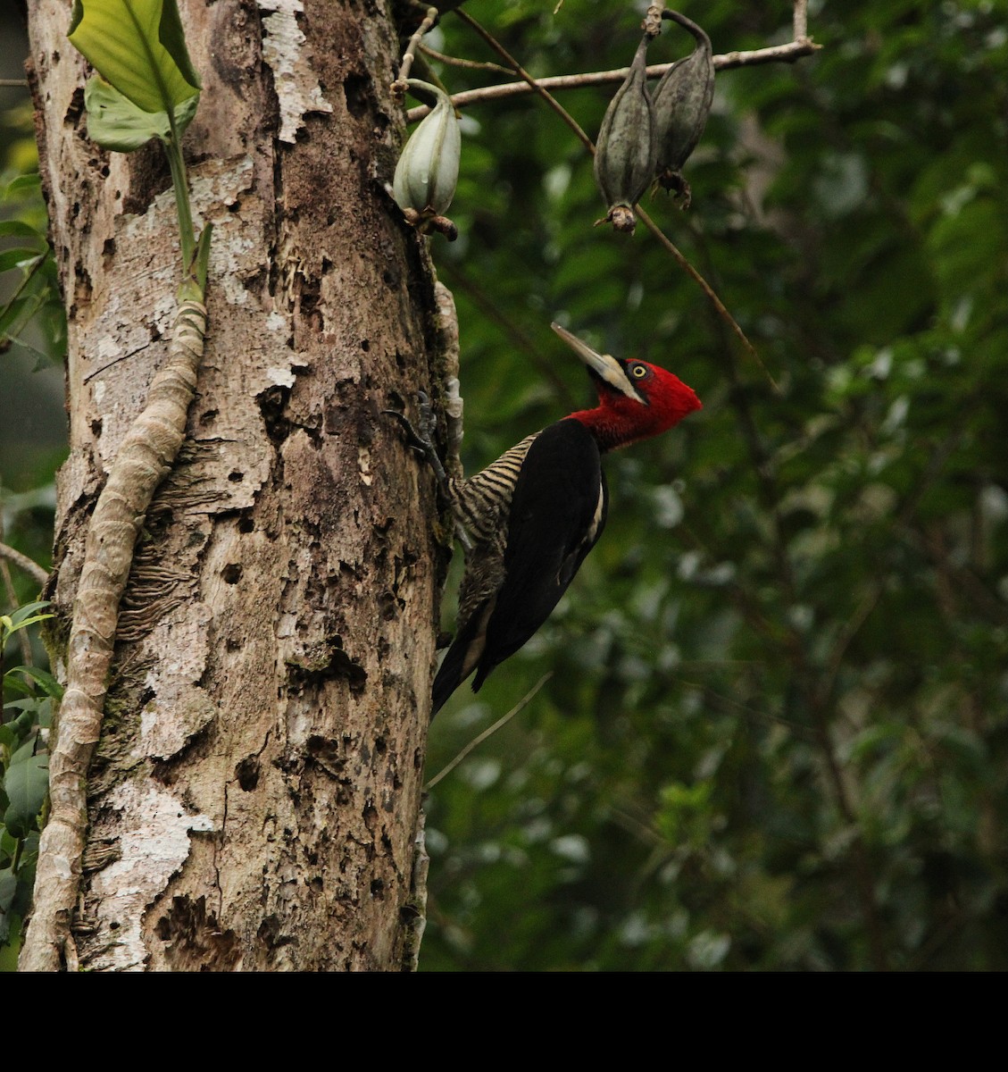 Robust Woodpecker - Paulo Fagundes