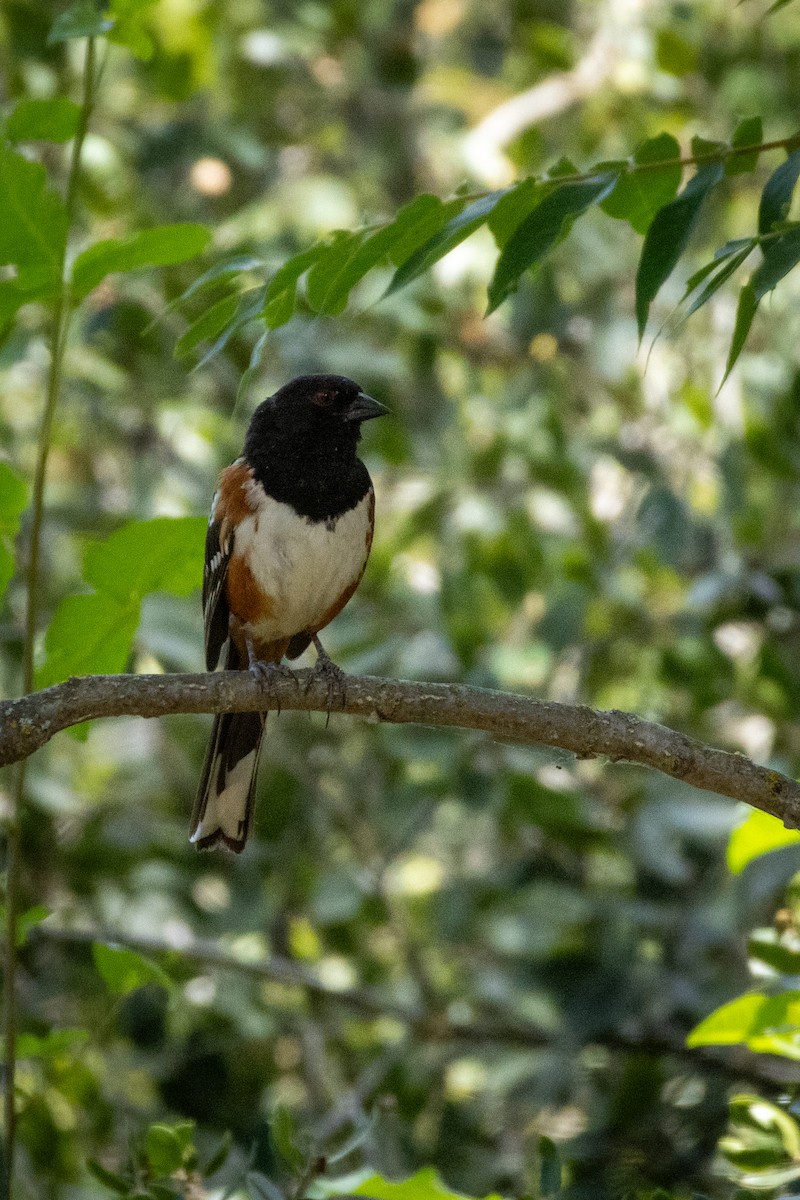 Spotted Towhee - ML621050646