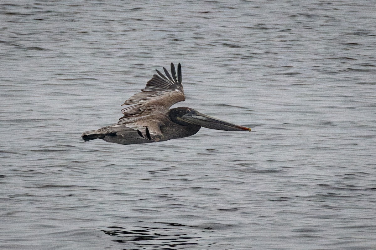 pelikán hnědý - ML621050649