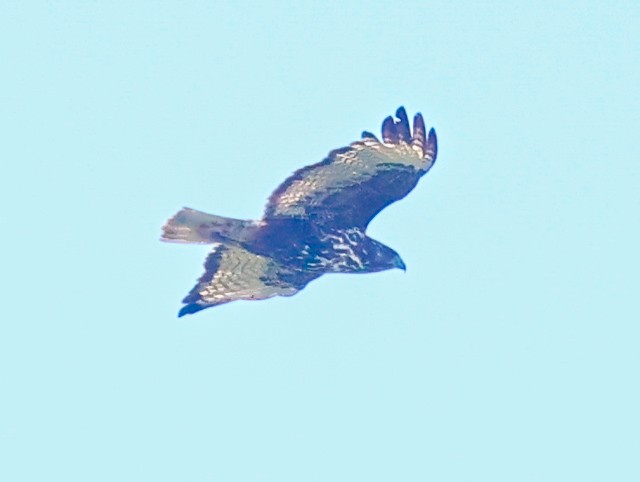 Red-tailed Hawk (Harlan's) - ML621050660