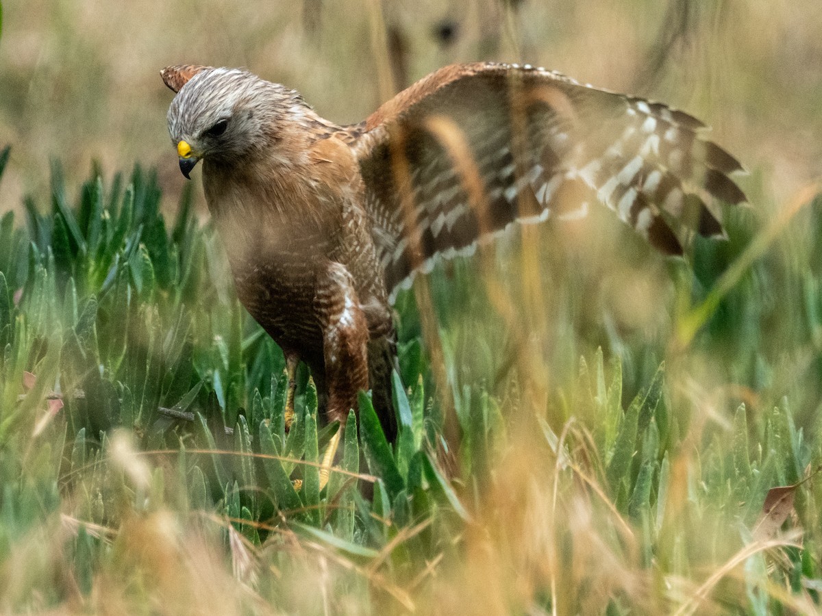 Red-shouldered Hawk - ML621050668