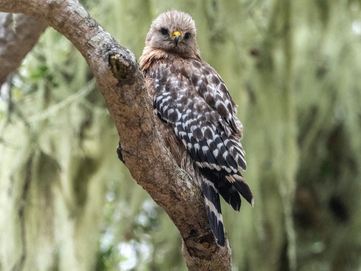 Red-shouldered Hawk - ML621050669