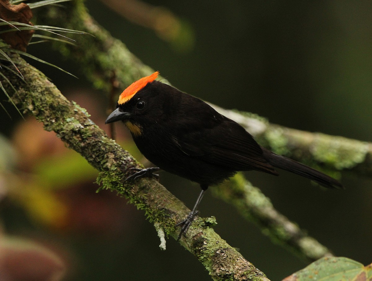 Flame-crested Tanager - ML621050679