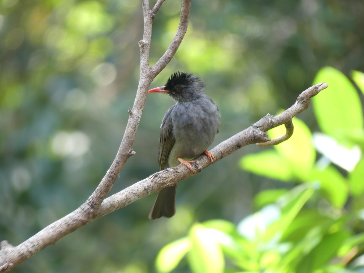 Square-tailed Bulbul (Sri Lanka) - ML621050684