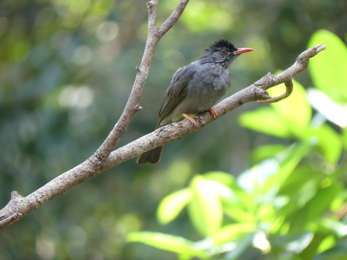 Square-tailed Bulbul (Sri Lanka) - ML621050685