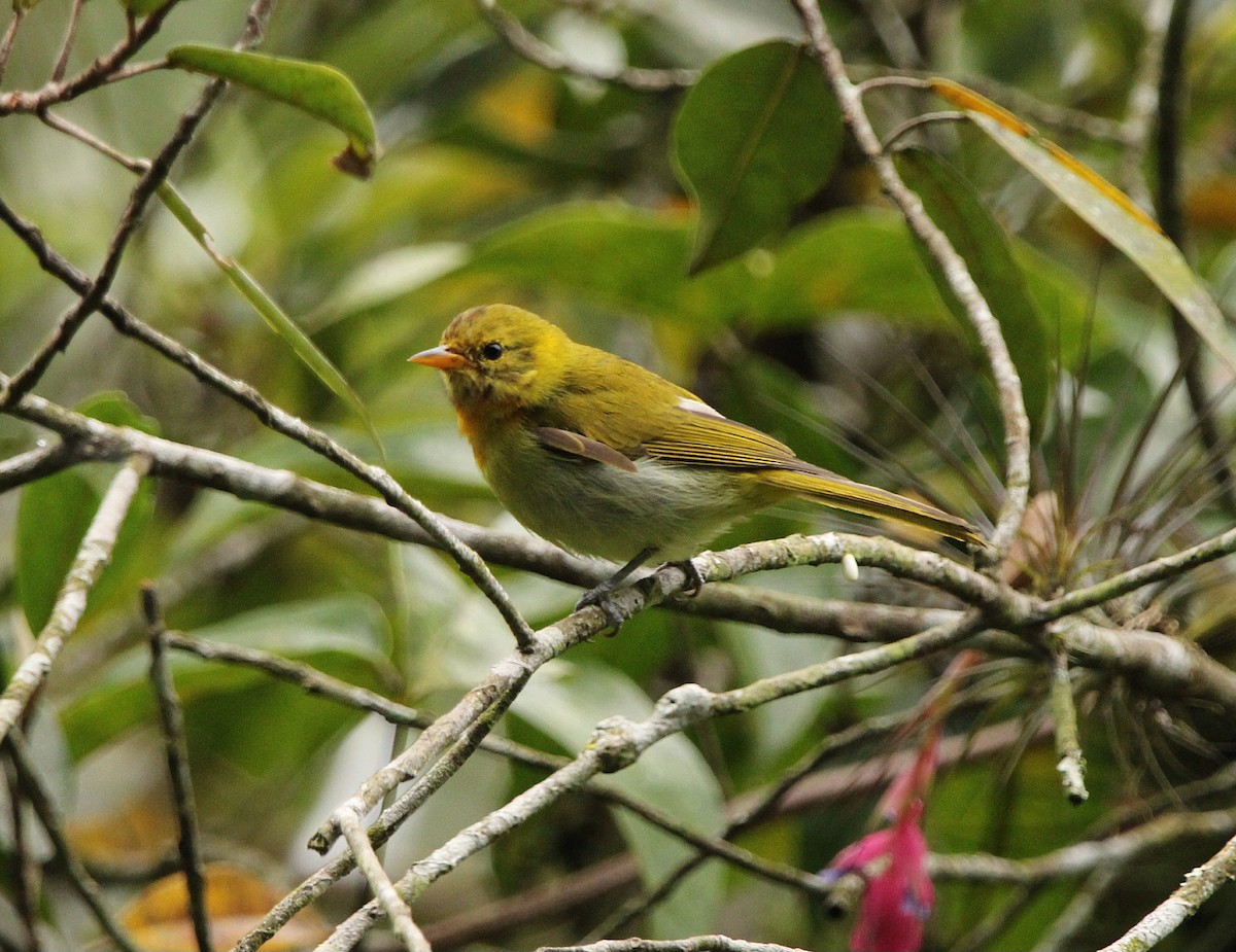 Rufous-headed Tanager - ML621050689