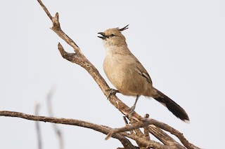 Chiming Wedgebill