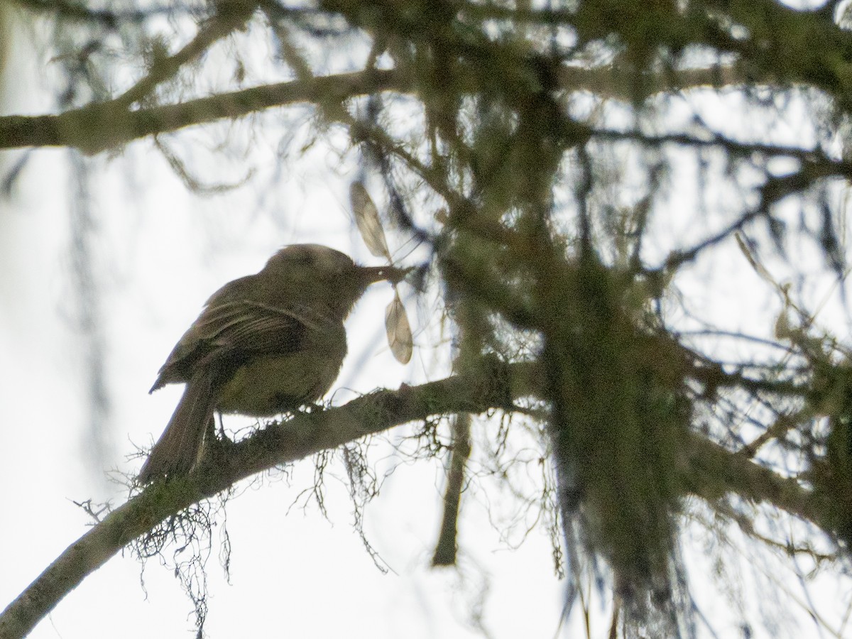 Western Flycatcher (Pacific-slope) - ML621050724