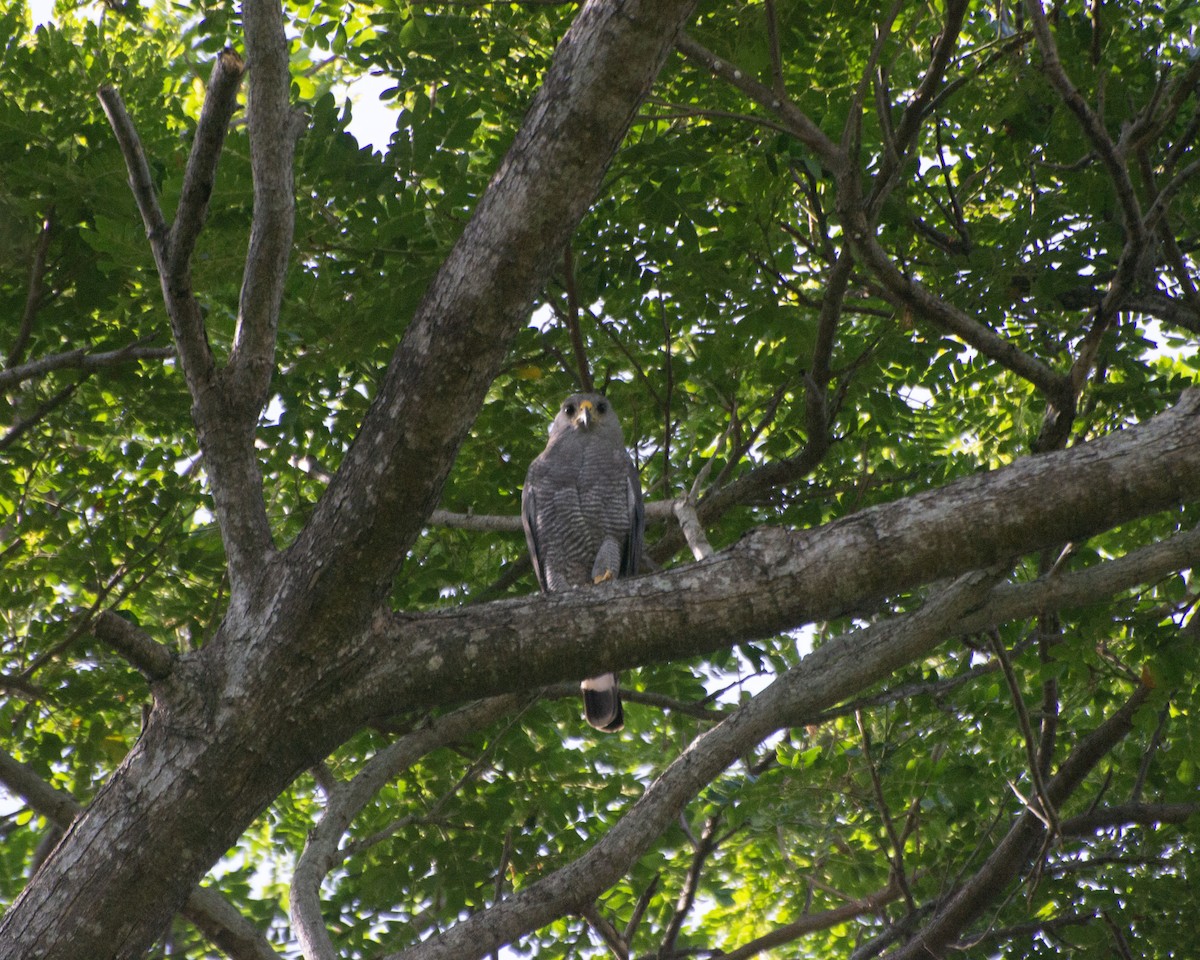 Gray Hawk - ML621050731