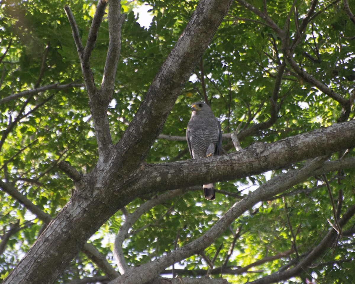 Gray Hawk - ML621050732