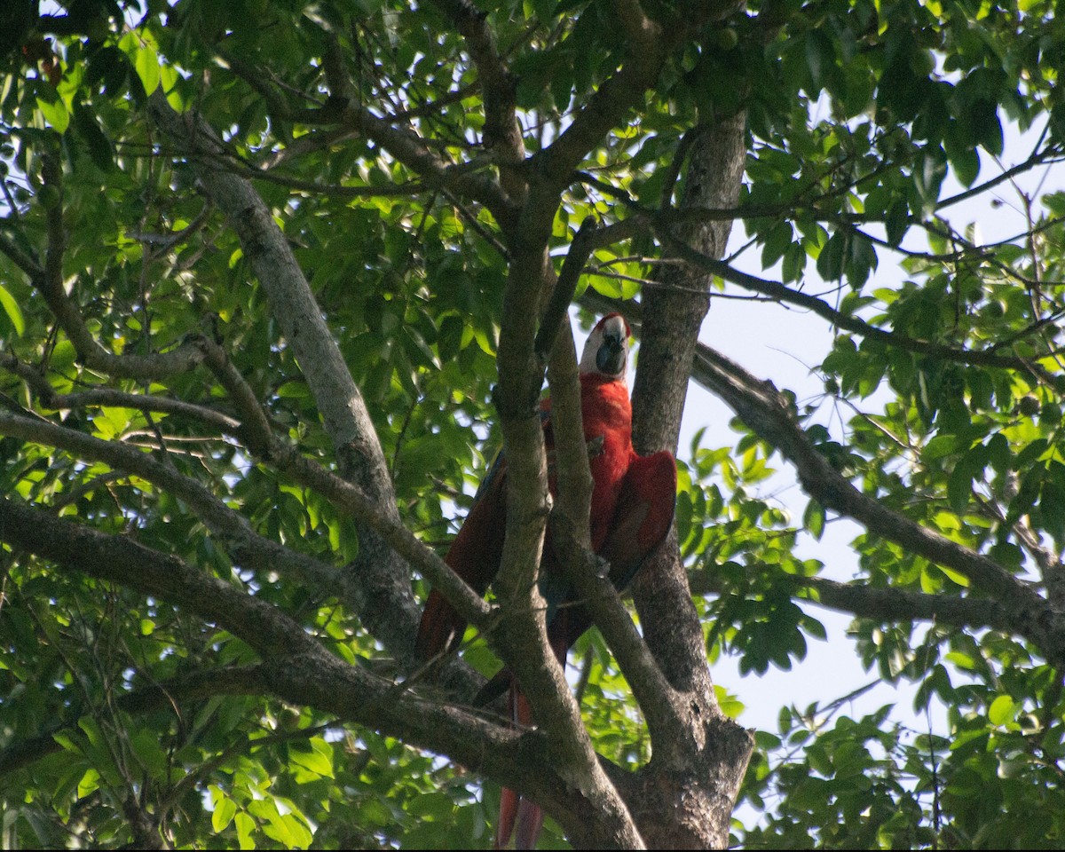 Scarlet Macaw - ML621050733