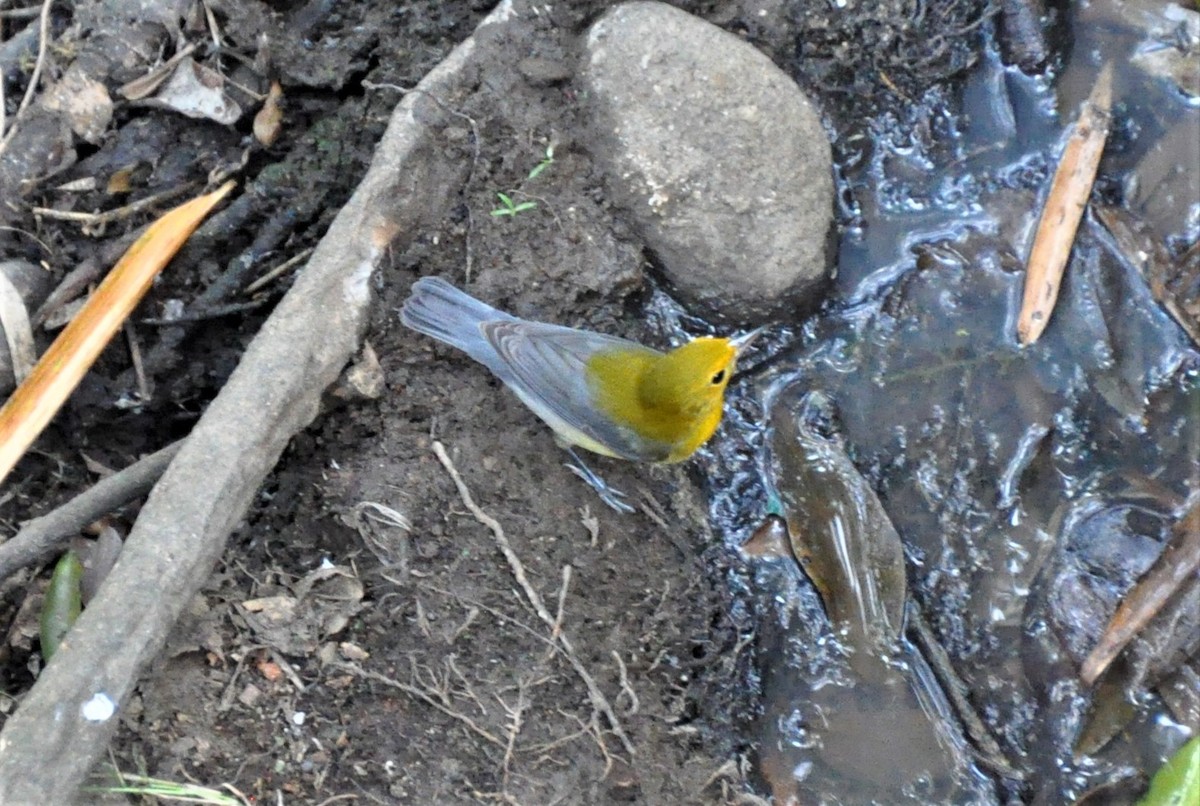 Prothonotary Warbler - ML621050736