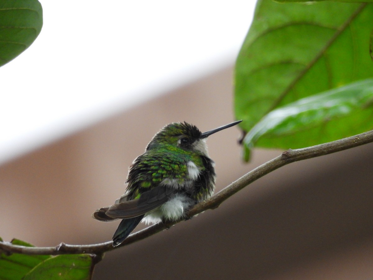 kolibřík zahradní - ML621050744