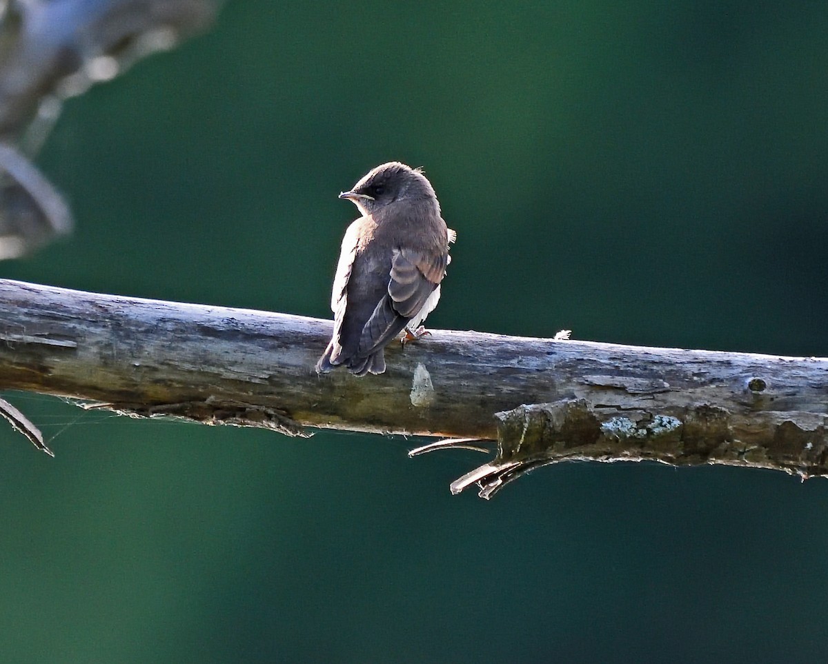Northern Rough-winged Swallow - ML621050750