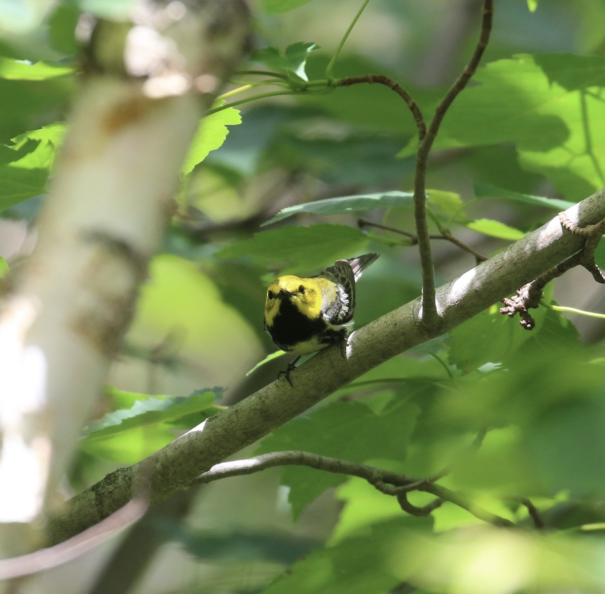 Black-throated Green Warbler - ML621050766
