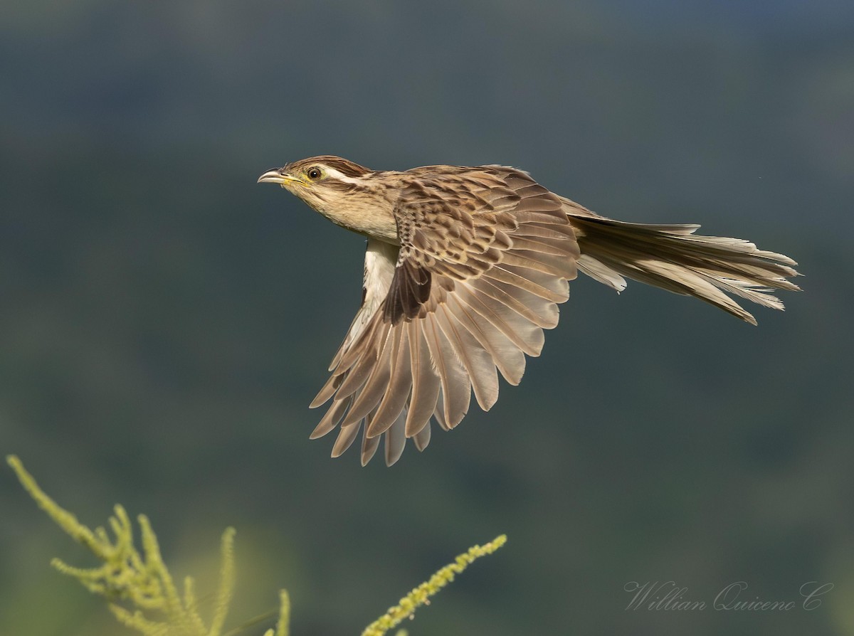 Striped Cuckoo - Willian de jesus Quiceno calderon