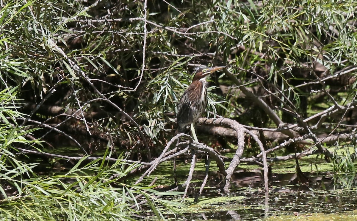 Green Heron - ML621050780