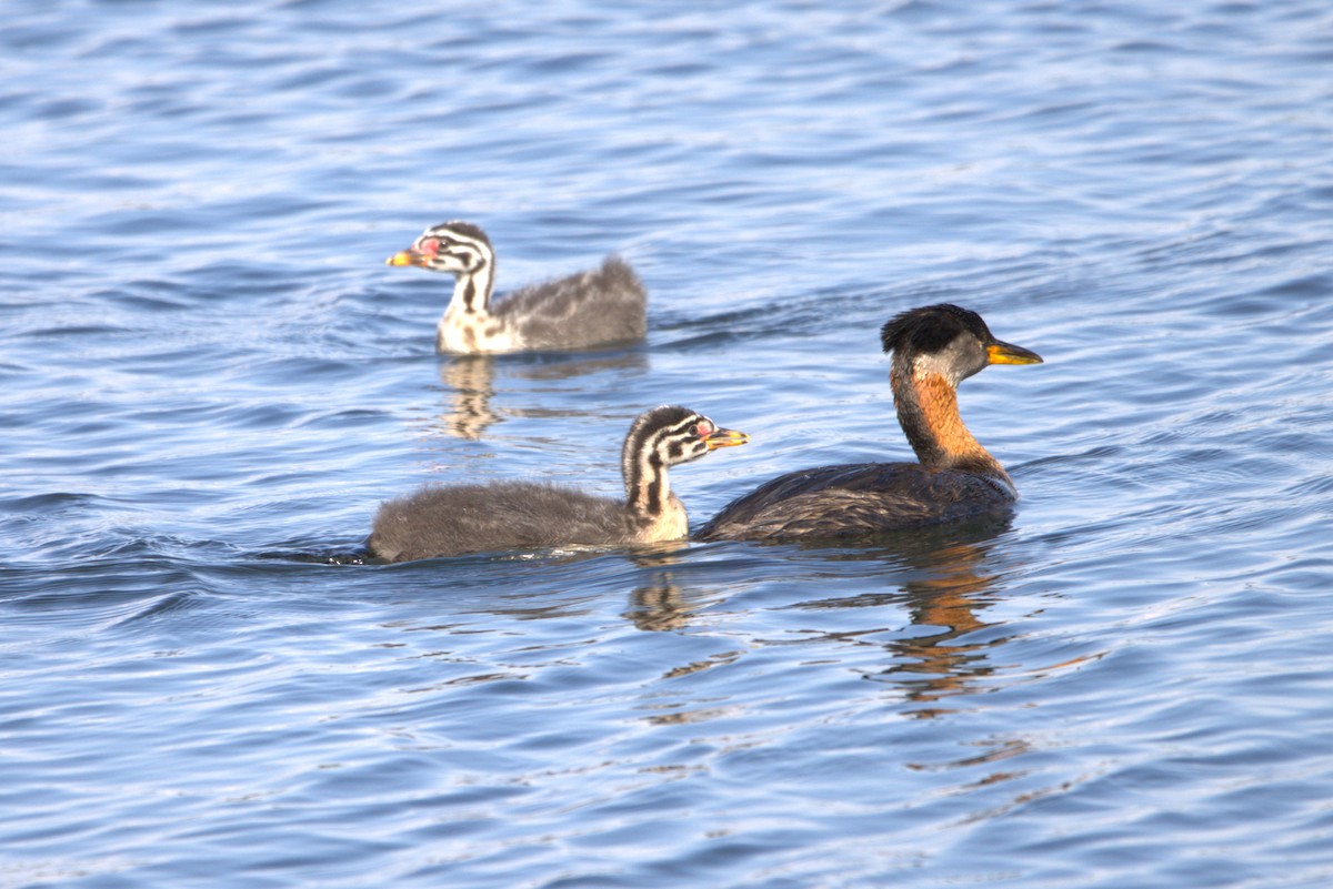 Red-necked Grebe - ML621050841