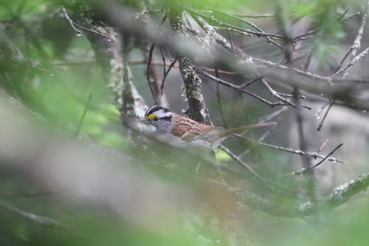 White-throated Sparrow - ML621050859