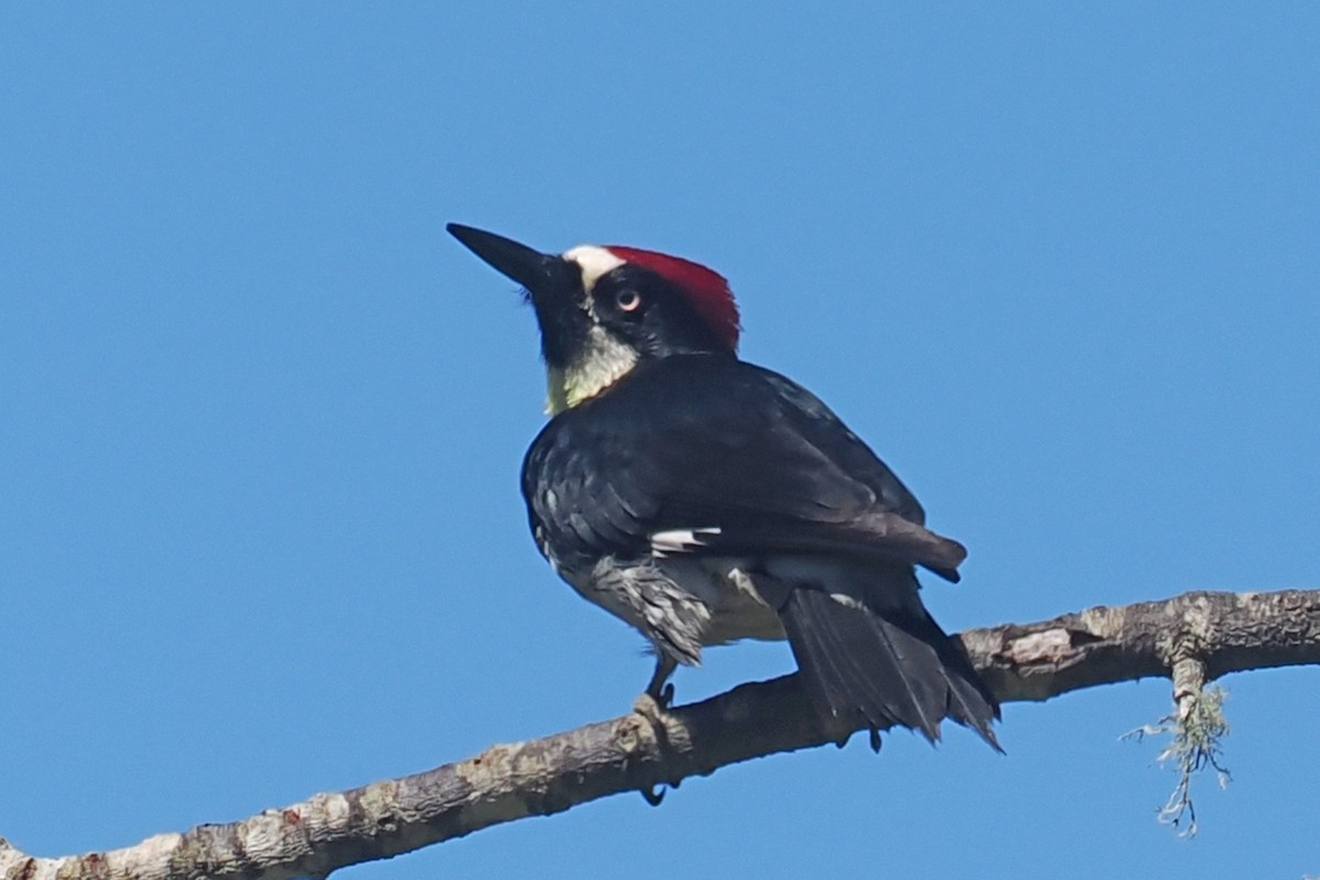 Acorn Woodpecker - ML621050871