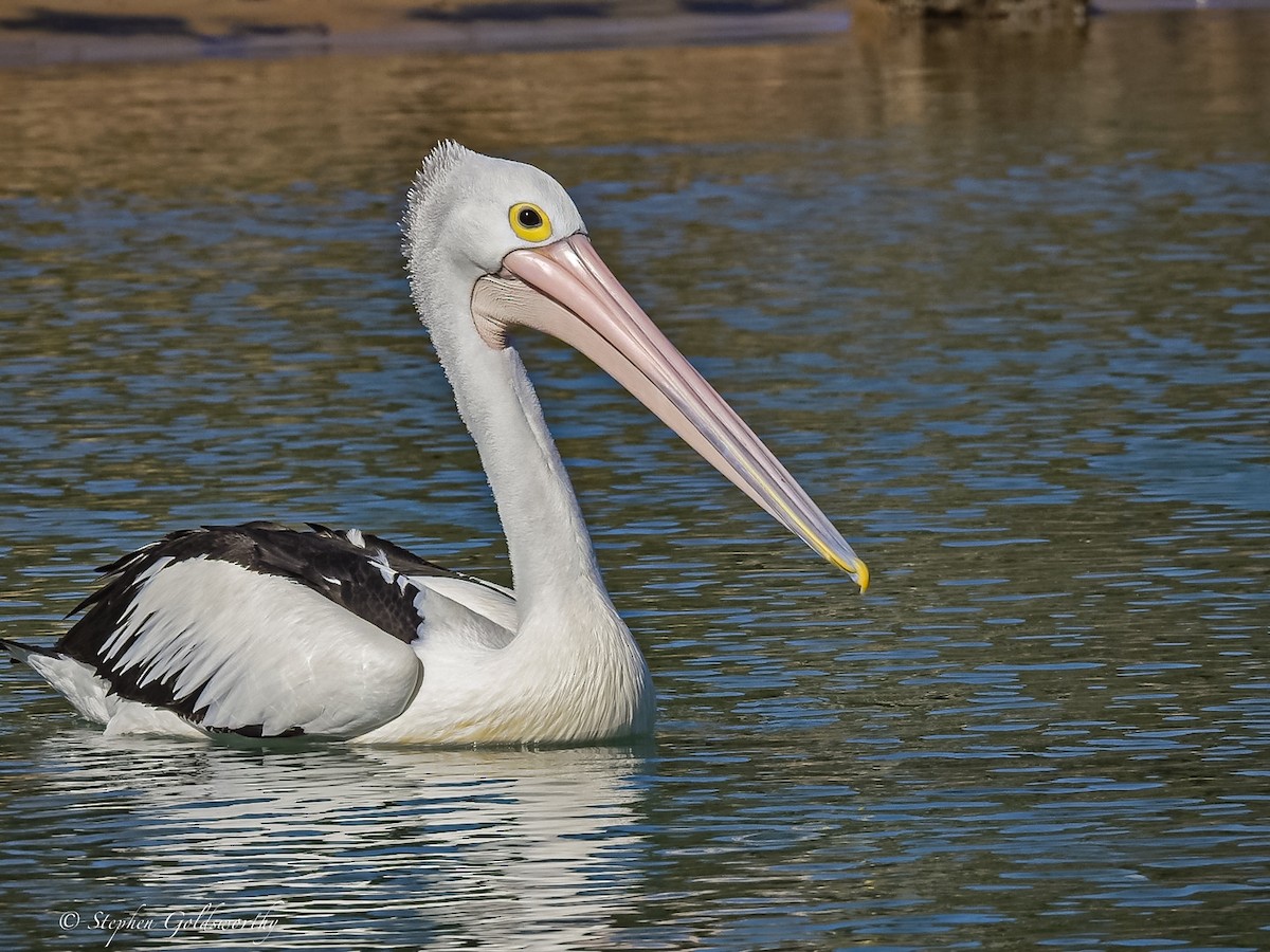 pelikán australský - ML621050876