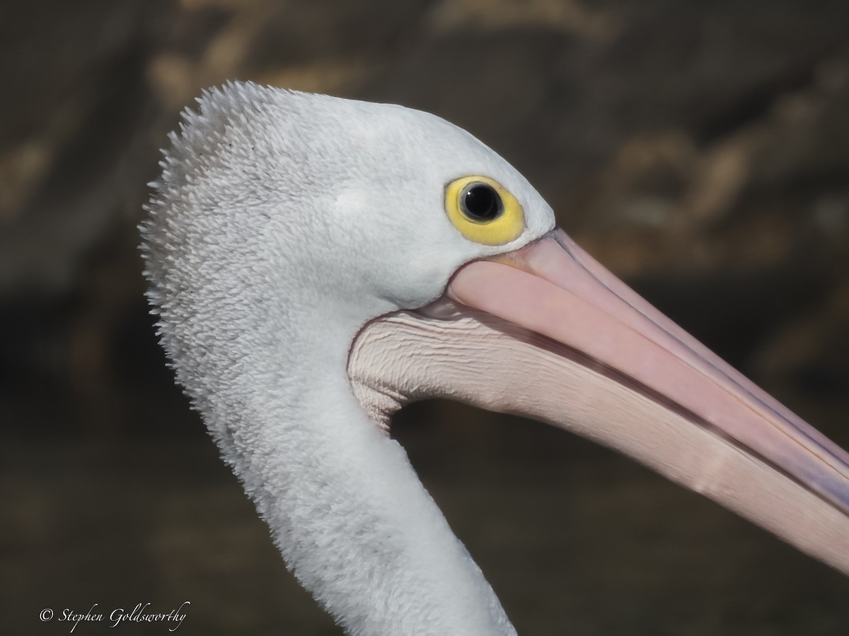 Австралийский пеликан - ML621050877