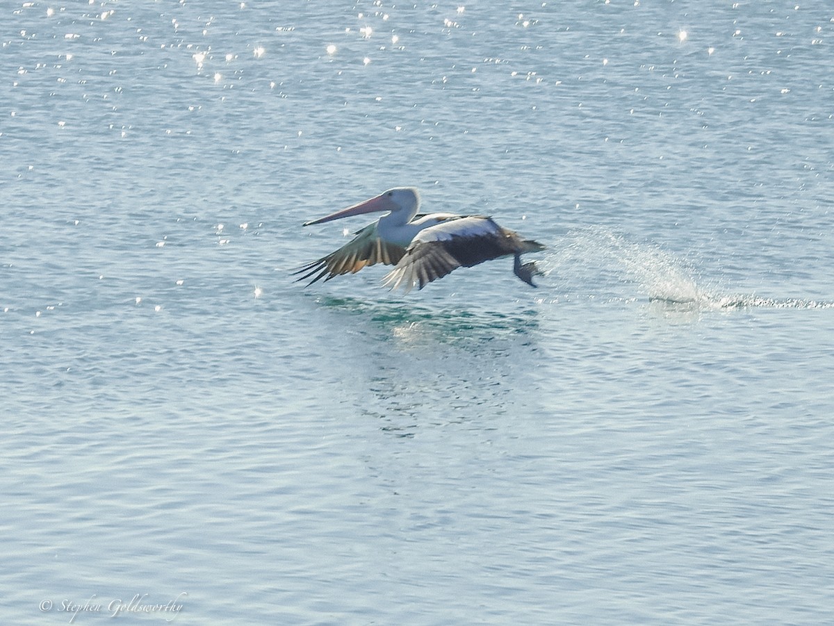 pelikán australský - ML621050878