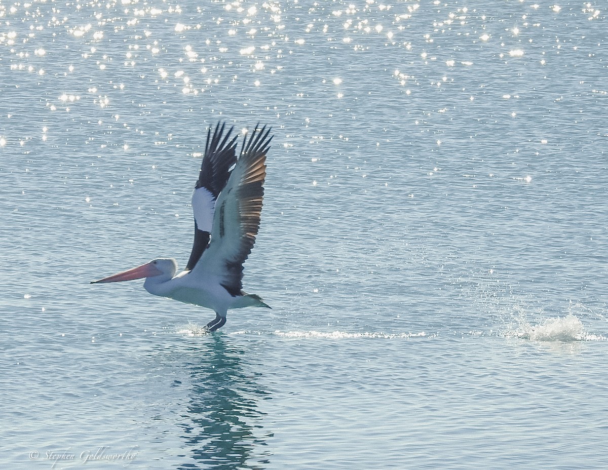 pelikán australský - ML621050879