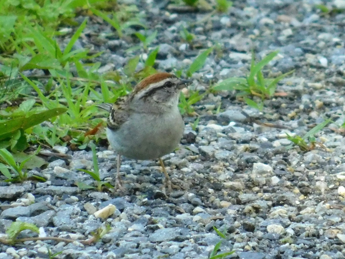 Chipping Sparrow - ML621050903