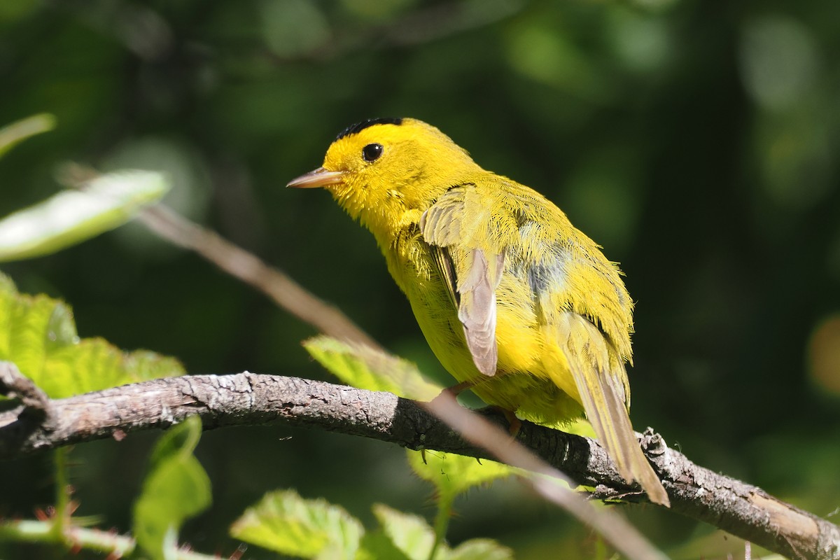 Wilson's Warbler - ML621050918