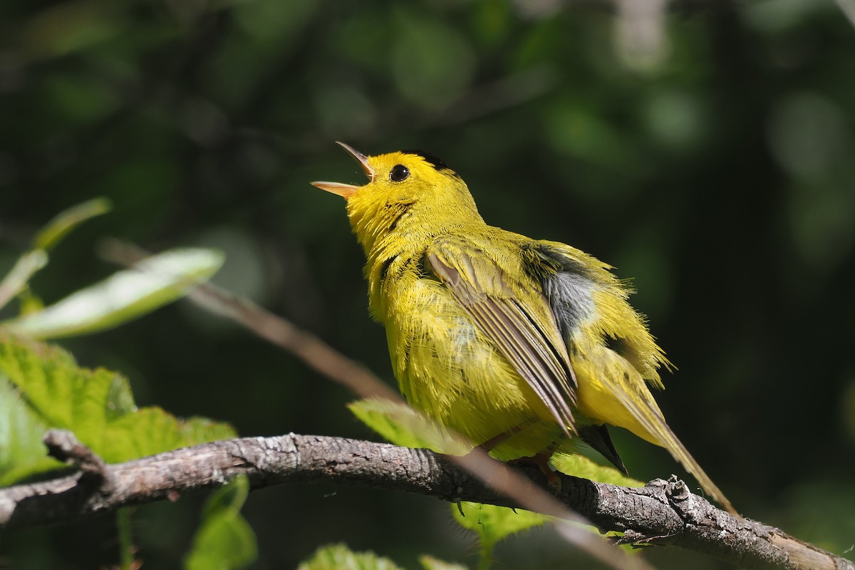 Wilson's Warbler - ML621050923