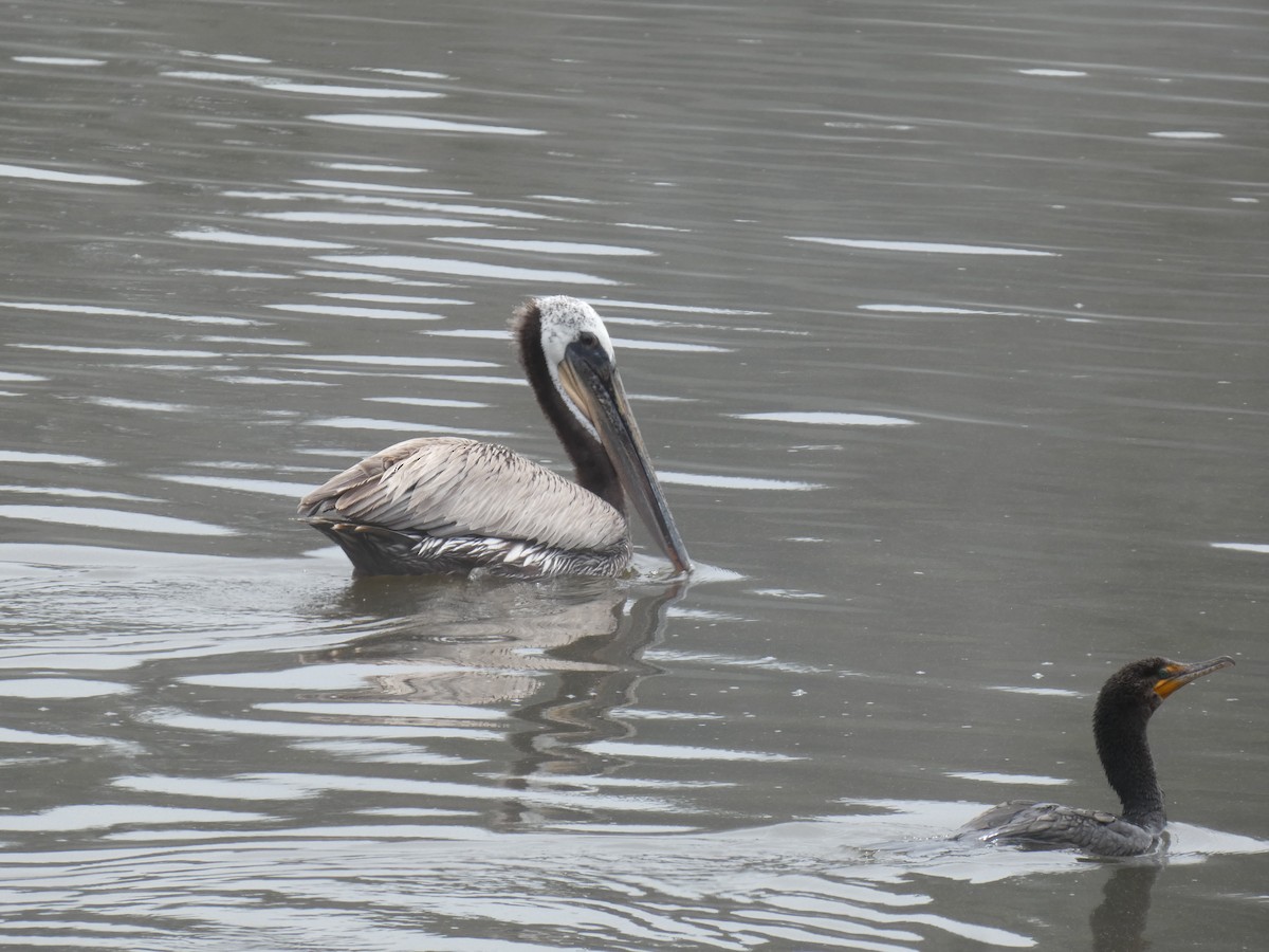 pelikán hnědý - ML621050927