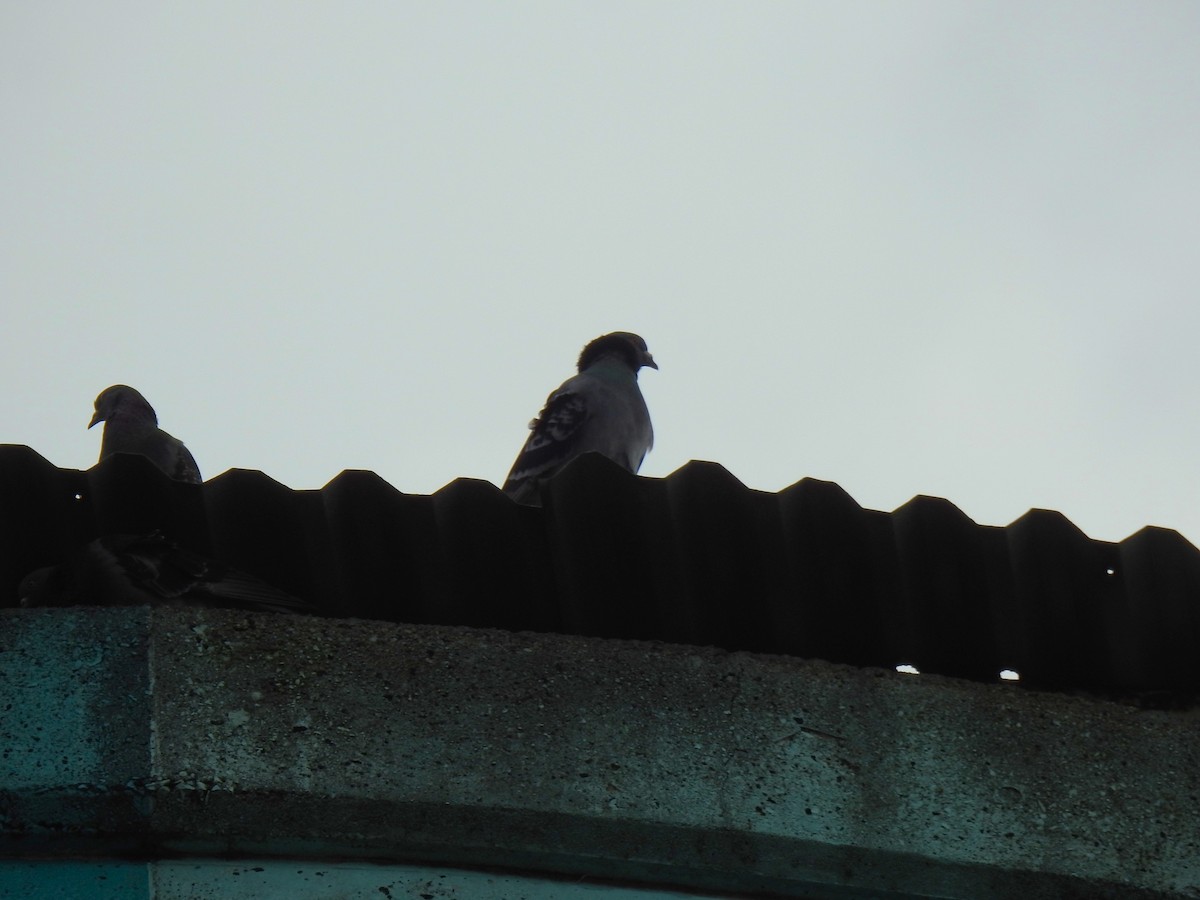 Rock Pigeon (Feral Pigeon) - ML621050932