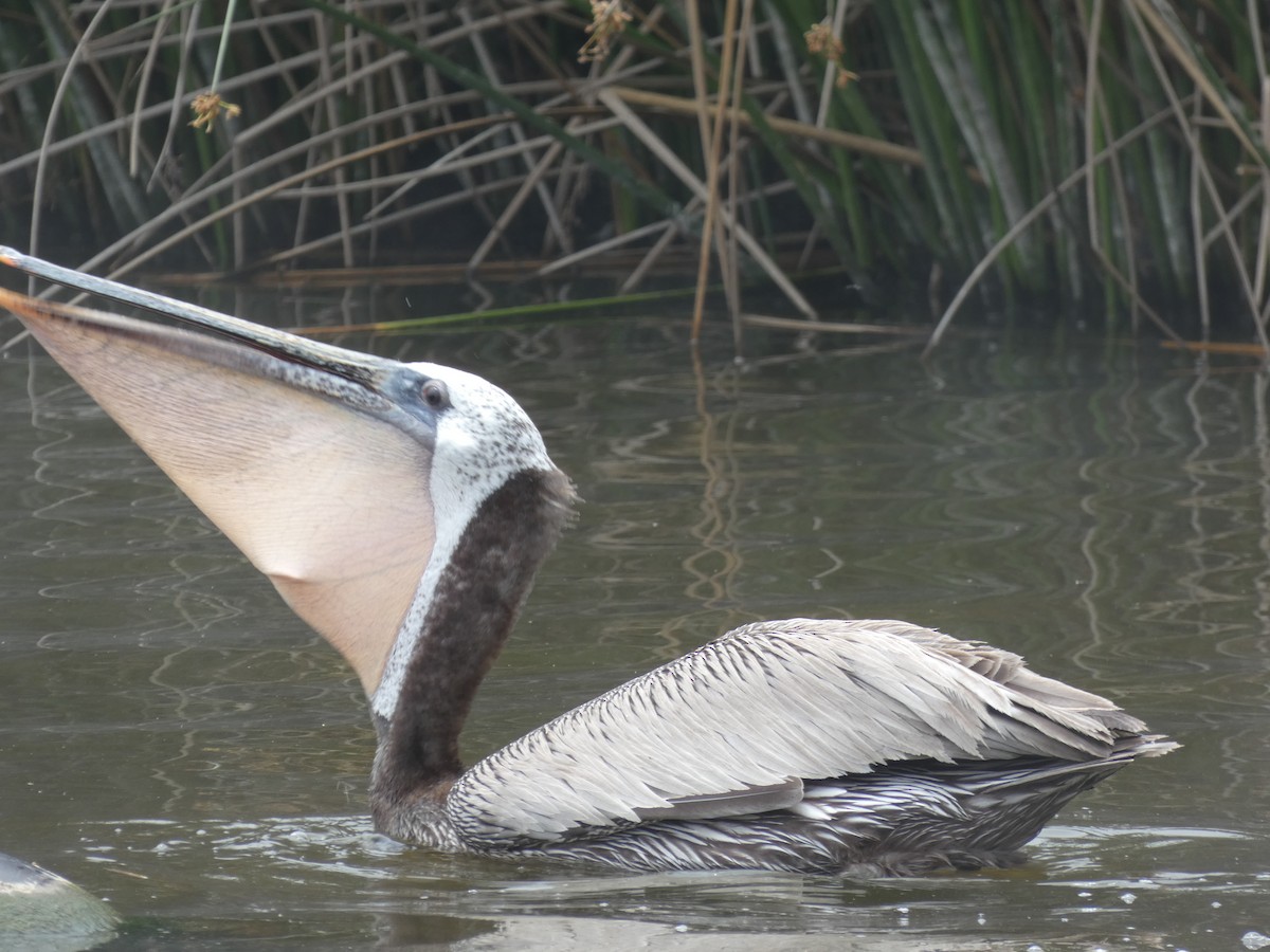 pelikán hnědý - ML621050935