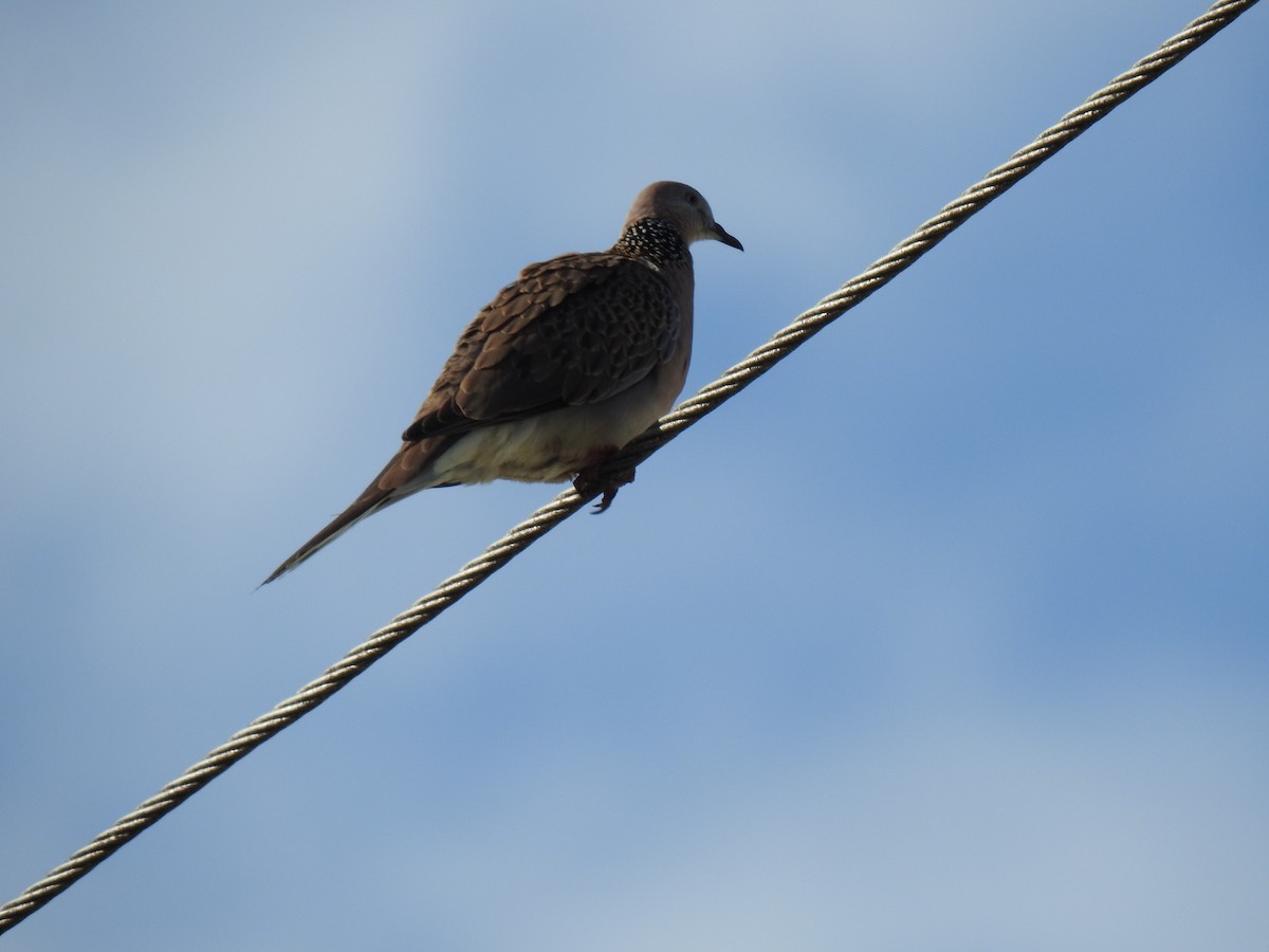 Spotted Dove - ML621050939