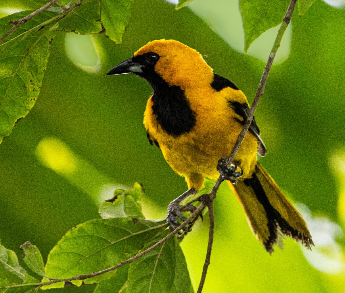 Yellow-tailed Oriole - ML621050965