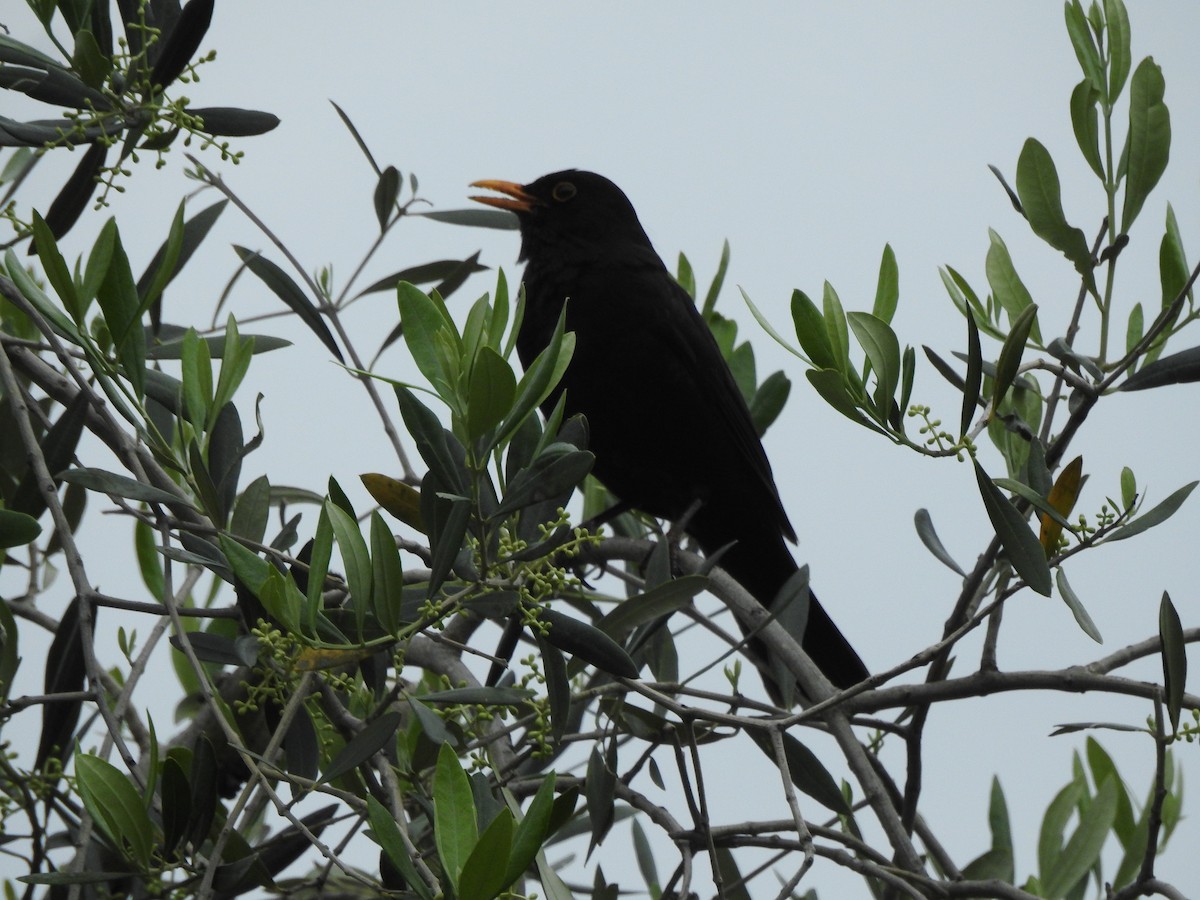 Eurasian Blackbird - ML621050981