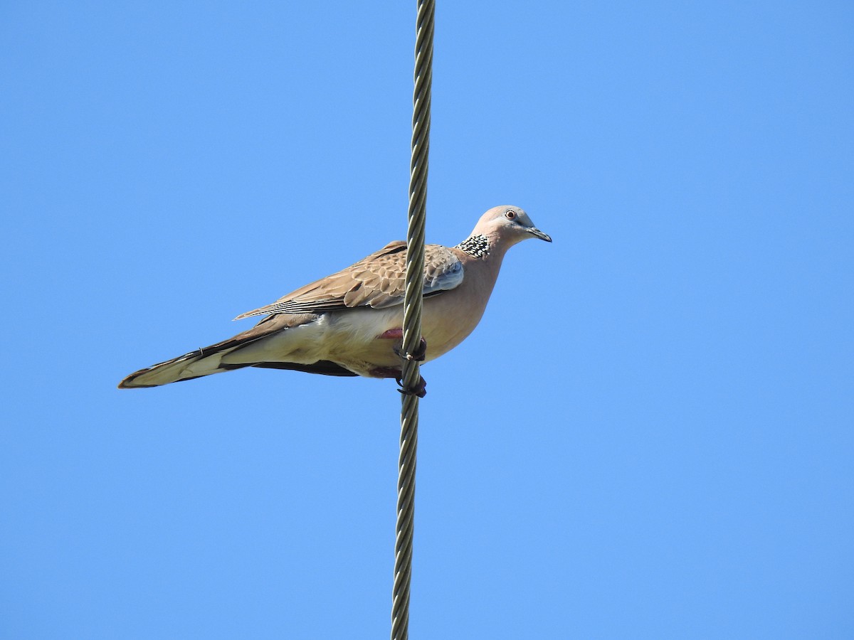 Spotted Dove - ML621050990