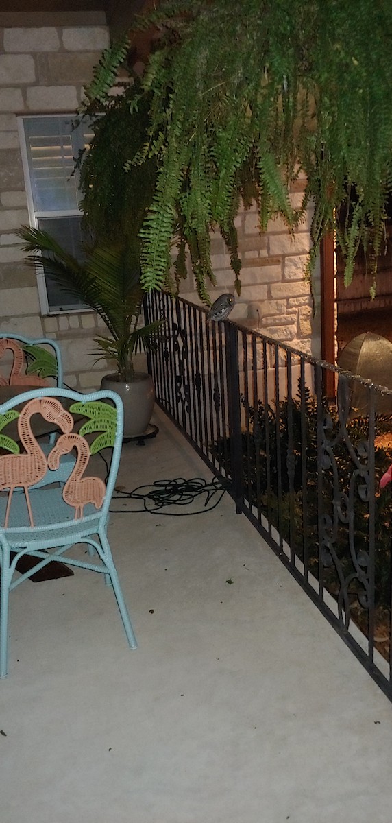 Eastern Screech-Owl - ML621050995