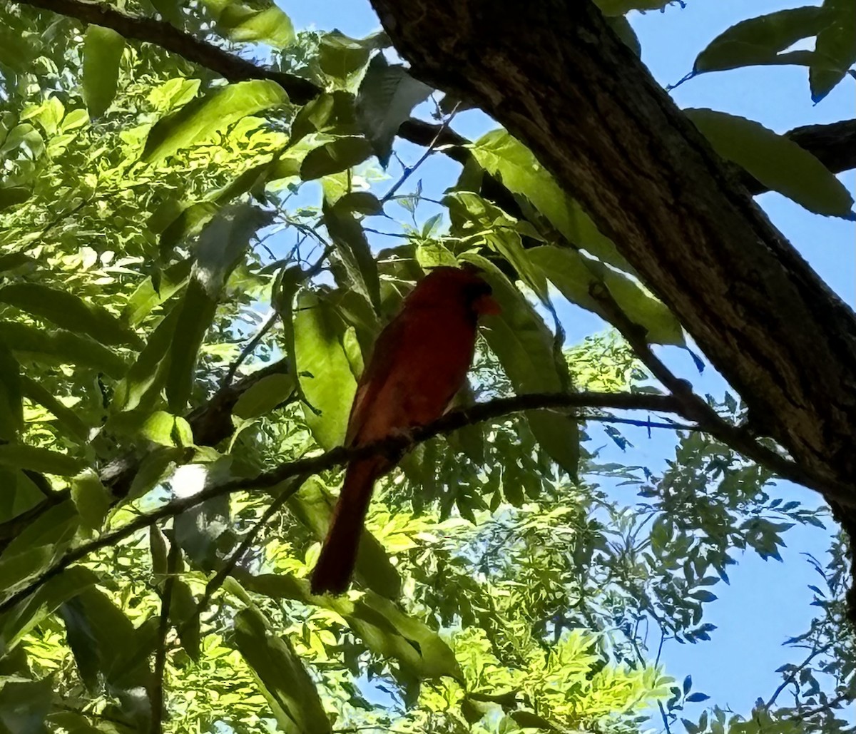 Northern Cardinal - ML621051047