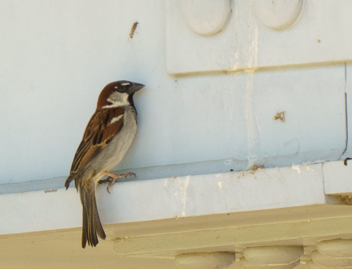 House Sparrow - ML621051071