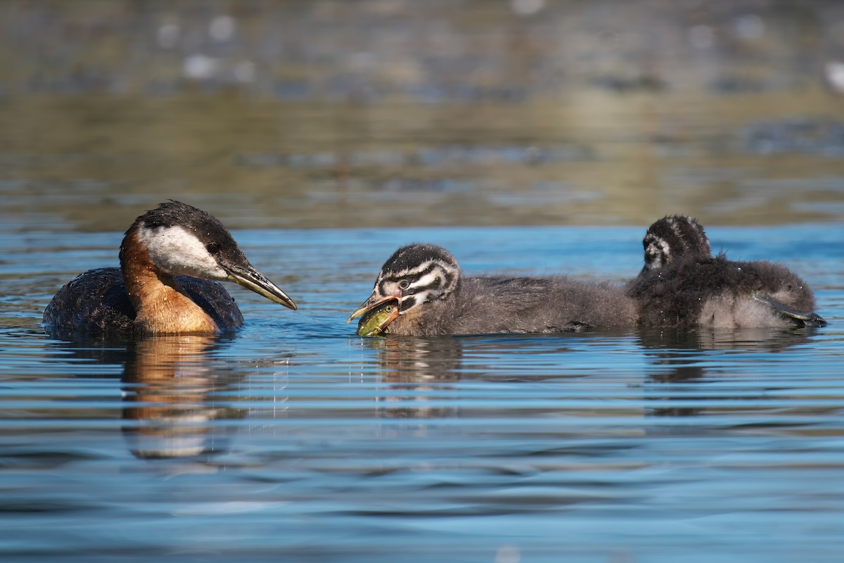 Red-necked Grebe - ML621051090