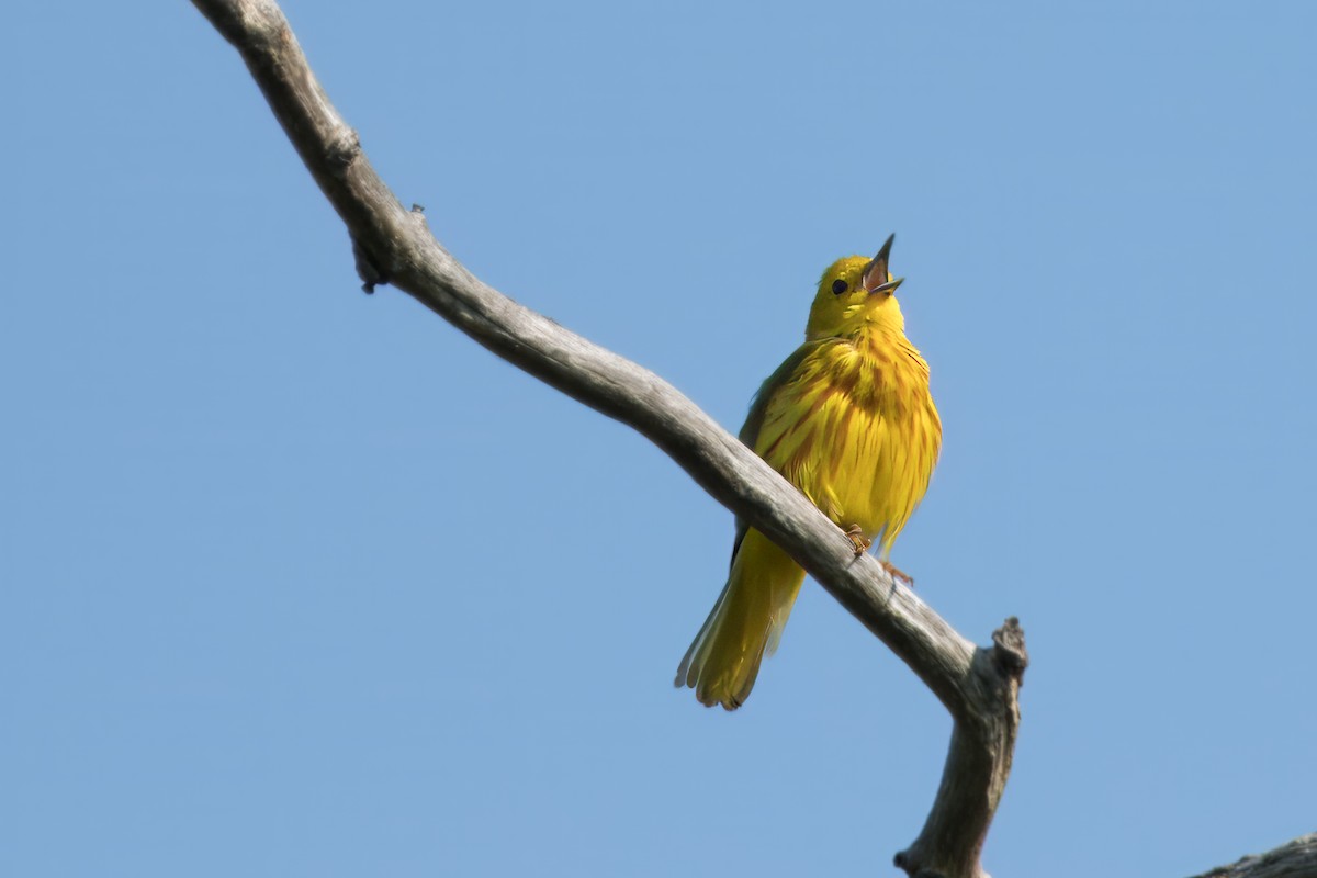Yellow Warbler - ML621051094