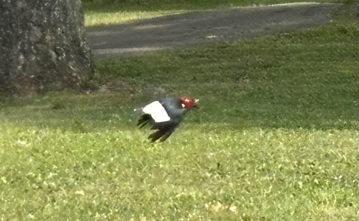 Red-headed Woodpecker - ML621051097
