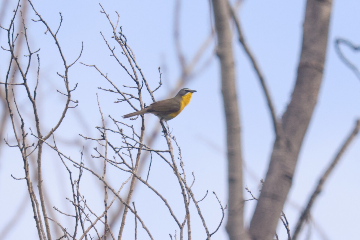 Yellow-breasted Chat - ML621051113