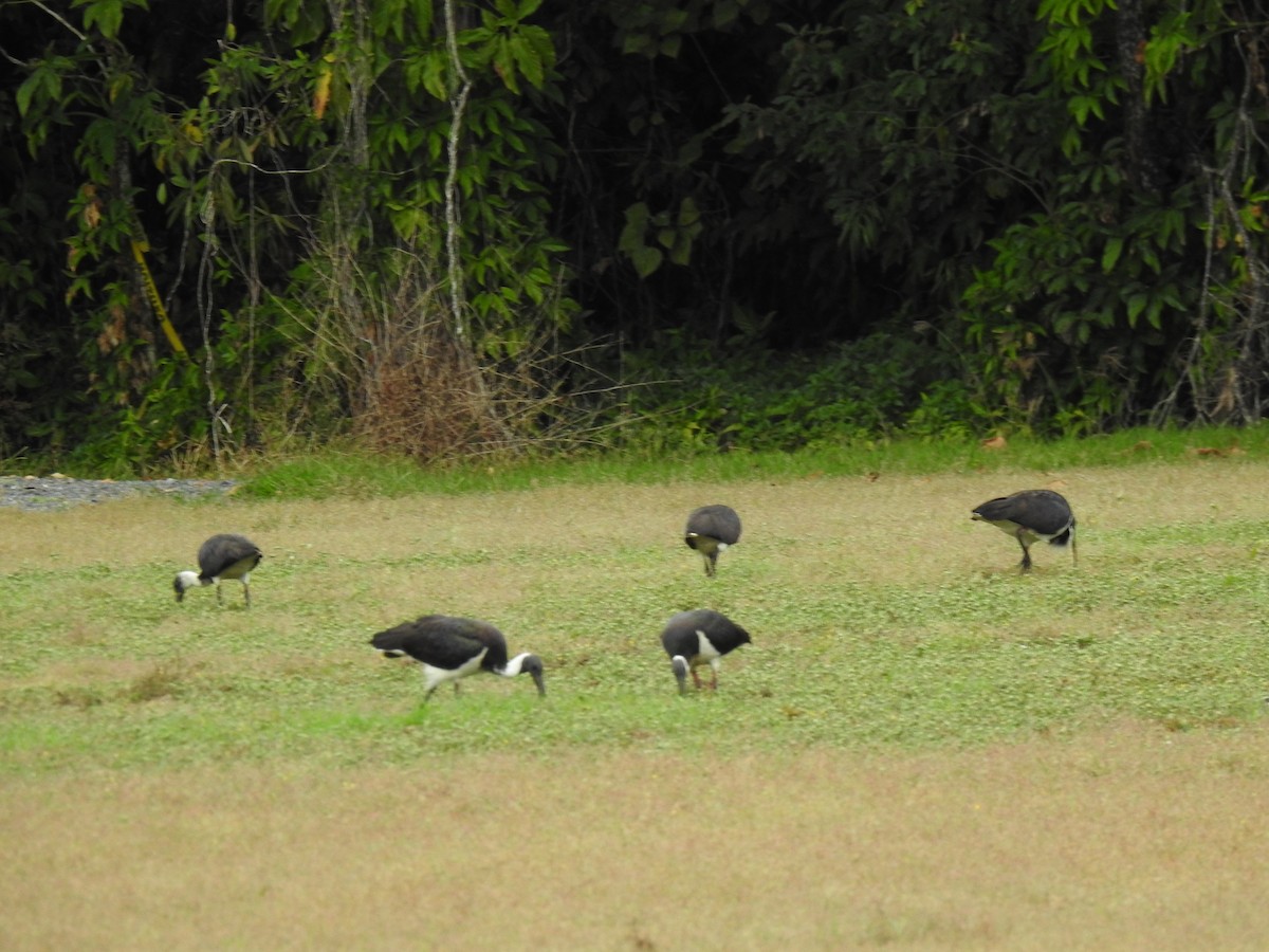 ibis slámokrký - ML621051151